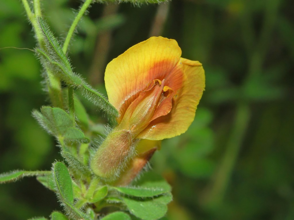 Cytisus hirsutus / Citiso peloso